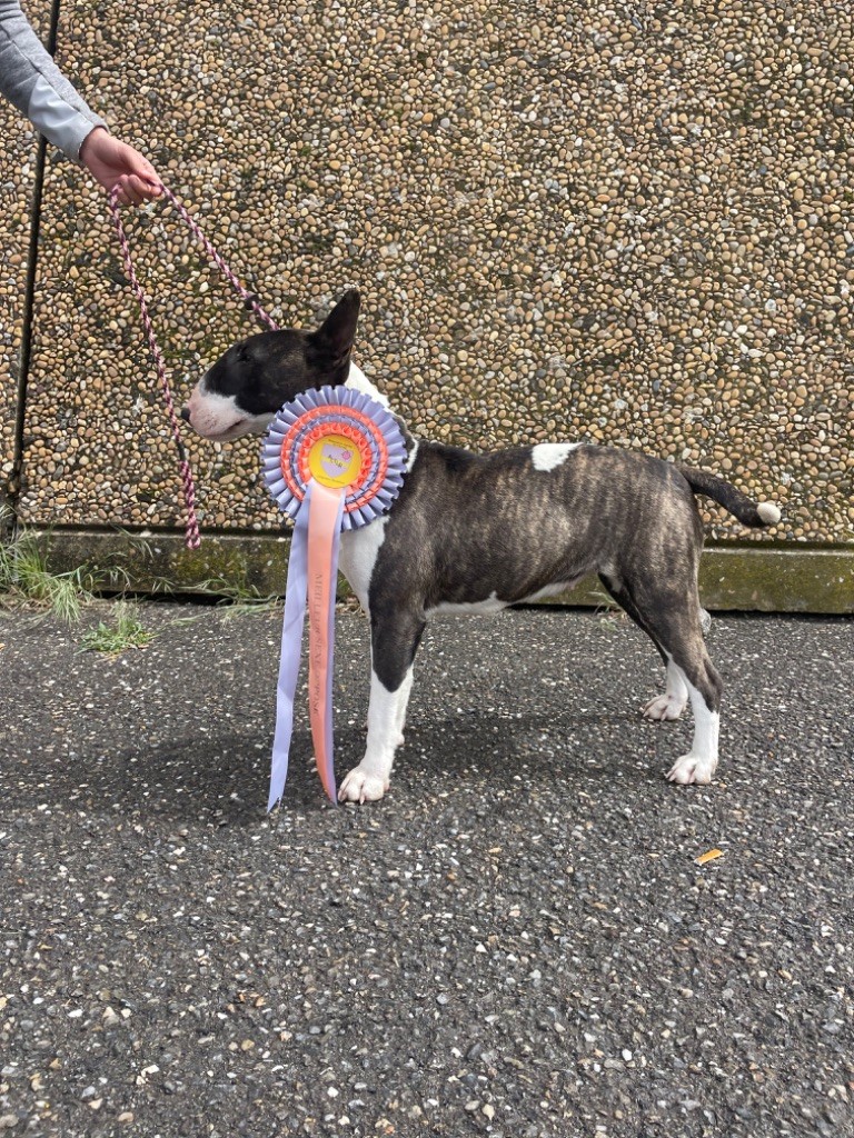 Les Bull Terrier de l'affixe Des Minis De Ryosie