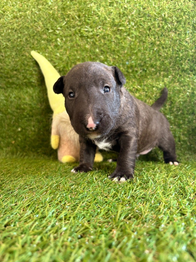 Des Minis De Ryosie - Chiot disponible  - Bull Terrier Miniature