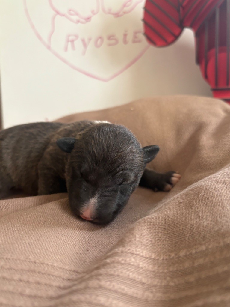 Des Minis De Ryosie - Chiot disponible  - Bull Terrier Miniature