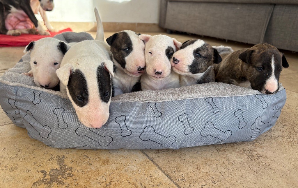 chiot Bull Terrier Des Minis De Ryosie