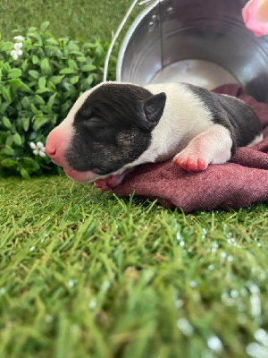 Des Minis De Ryosie - Bull Terrier Miniature - Portée née le 25/07/2024