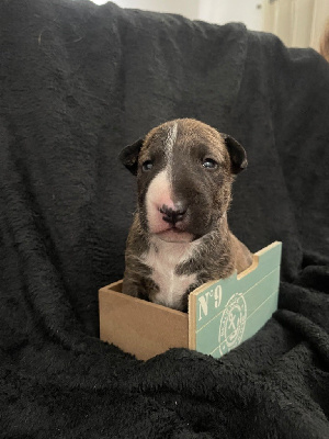 Des Minis De Ryosie - Bull Terrier Miniature - Portée née le 01/01/2023