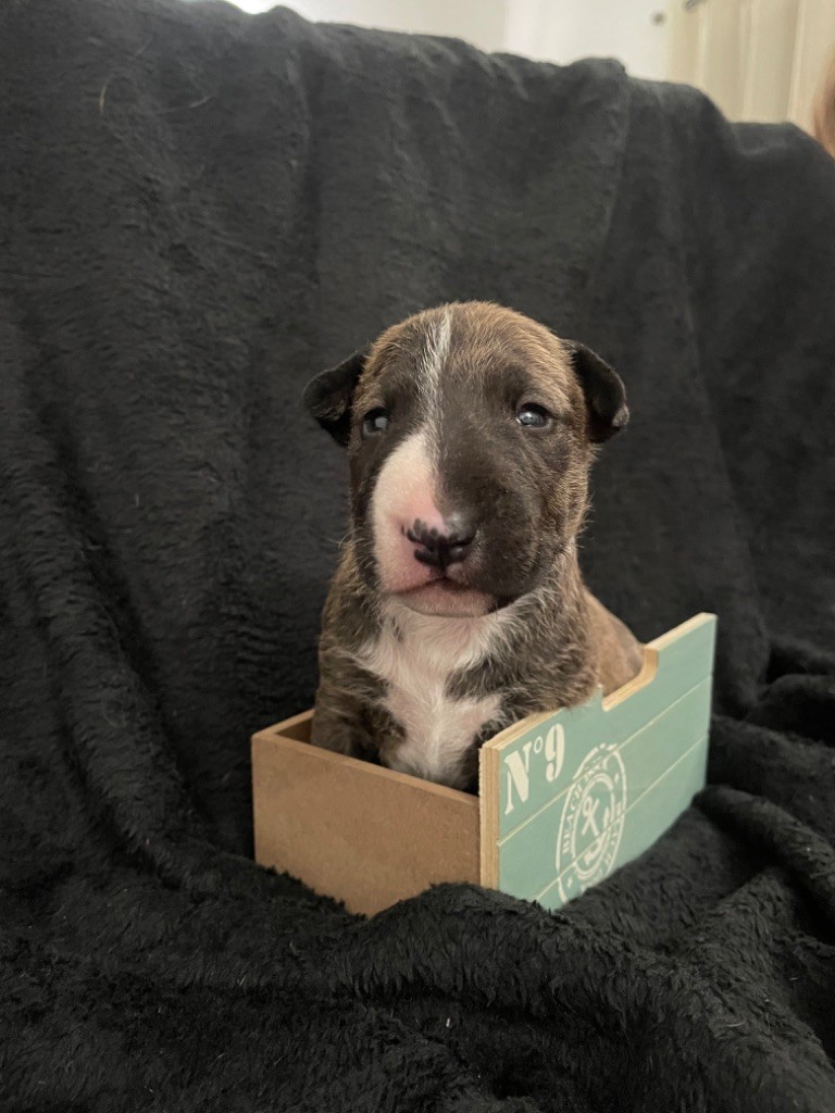 chiot Bull Terrier Miniature Des Minis De Ryosie