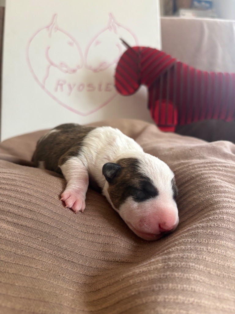 Des Minis De Ryosie - Chiot disponible  - Bull Terrier Miniature