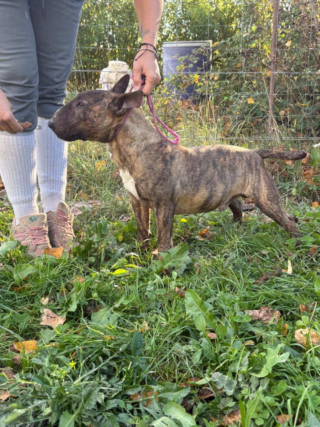 Tenzo daker poland fci