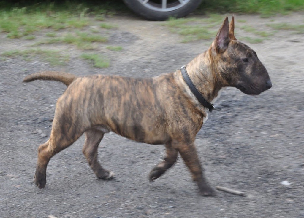 Tenzo daker poland fci