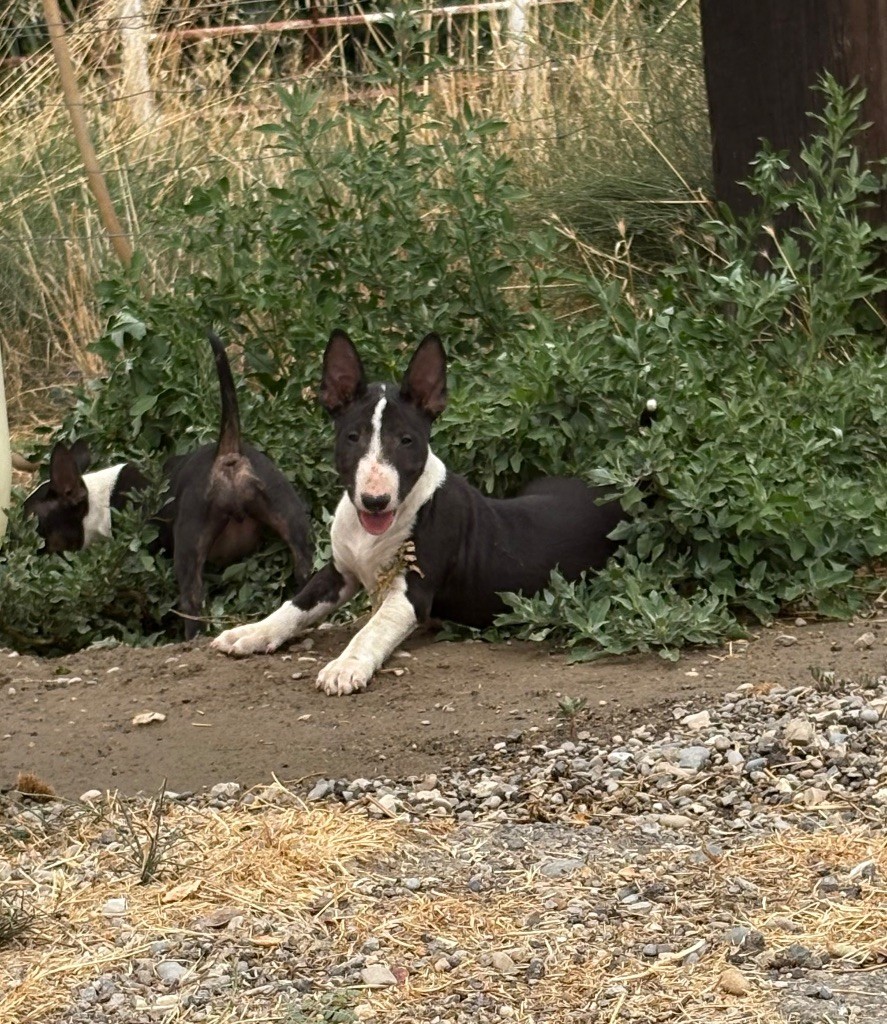 Abby Des Minis De Ryosie