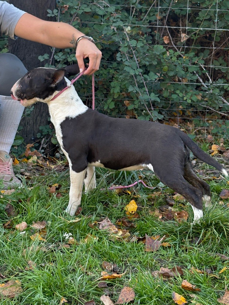 Abby Des Minis De Ryosie