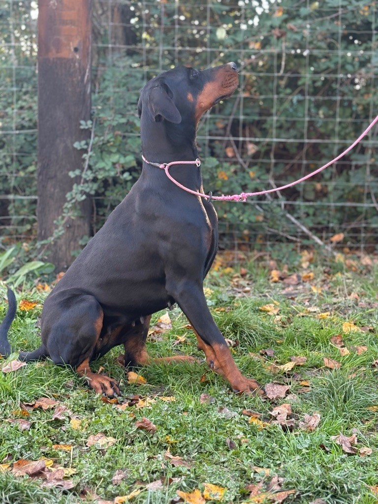 Vérone De Courteval