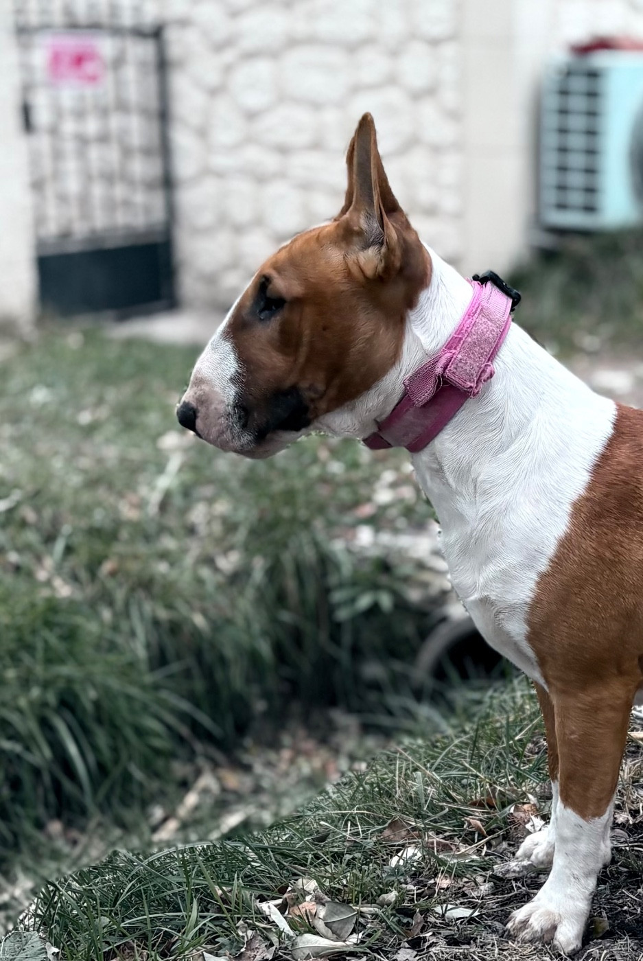 Trick or treat Afterglow