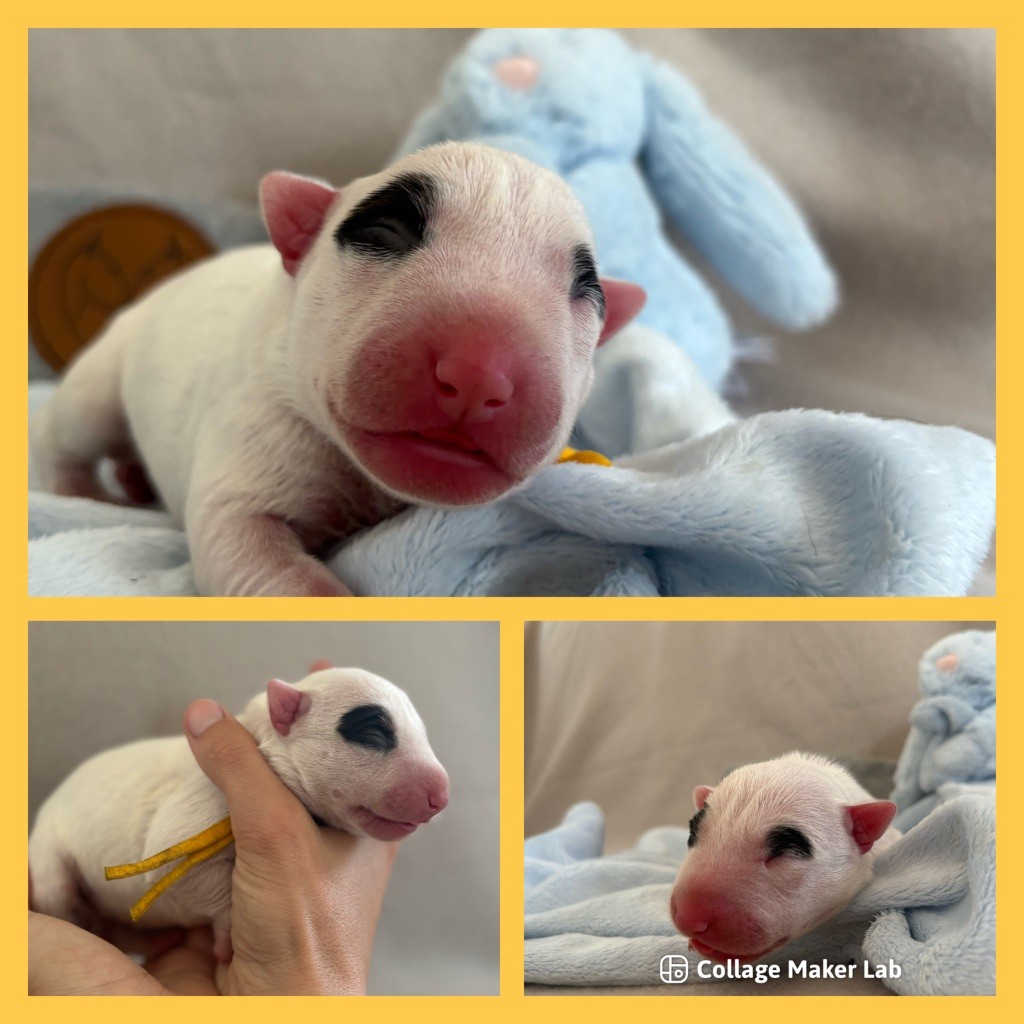 Des Minis De Ryosie - Chiots disponibles - Bull Terrier Miniature