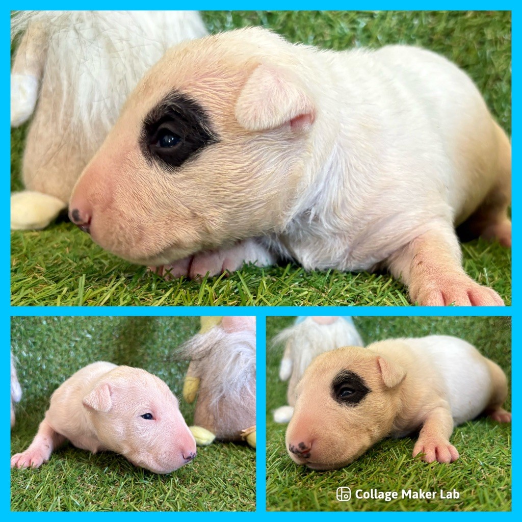 Des Minis De Ryosie - Chiots disponibles - Bull Terrier Miniature