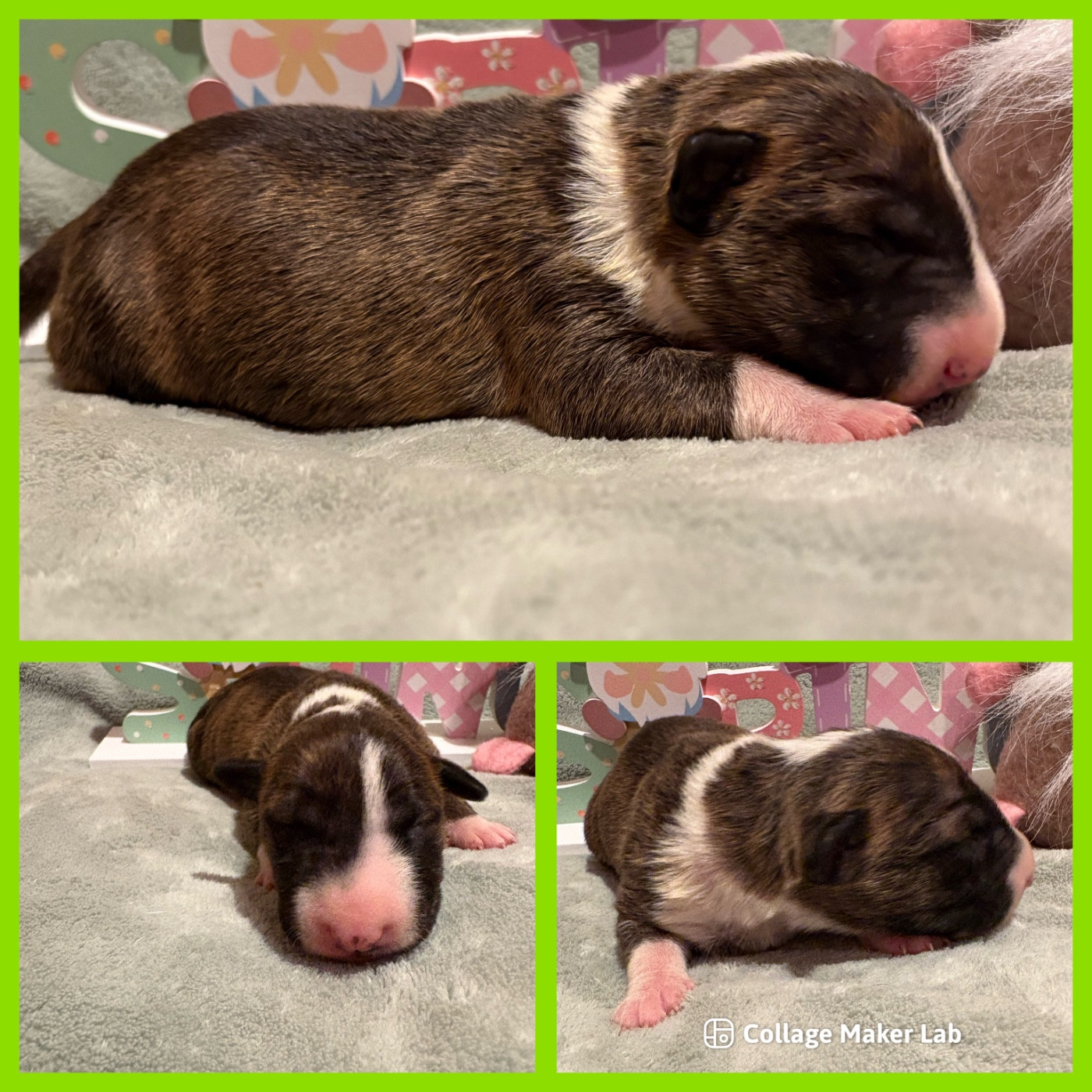 Des Minis De Ryosie - Chiots disponibles - Bull Terrier Miniature