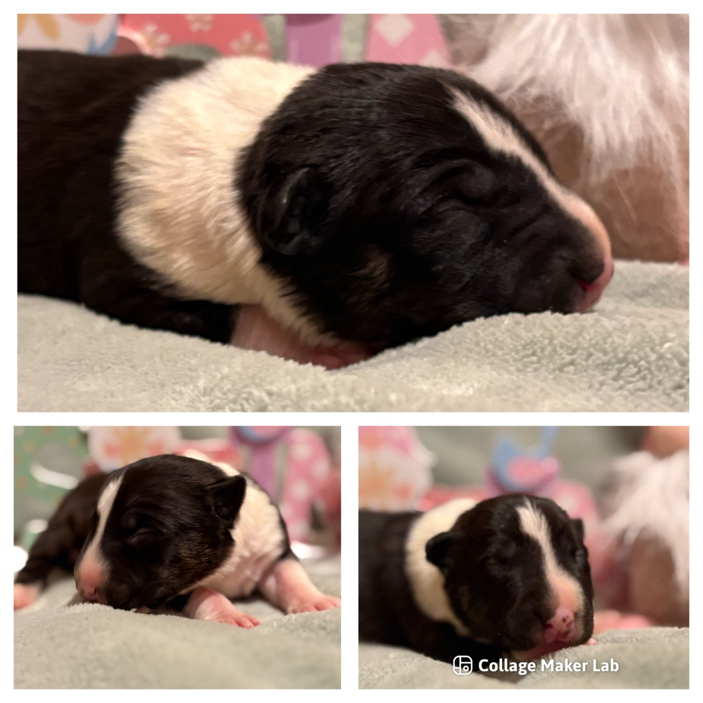 Des Minis De Ryosie - Chiots disponibles - Bull Terrier Miniature