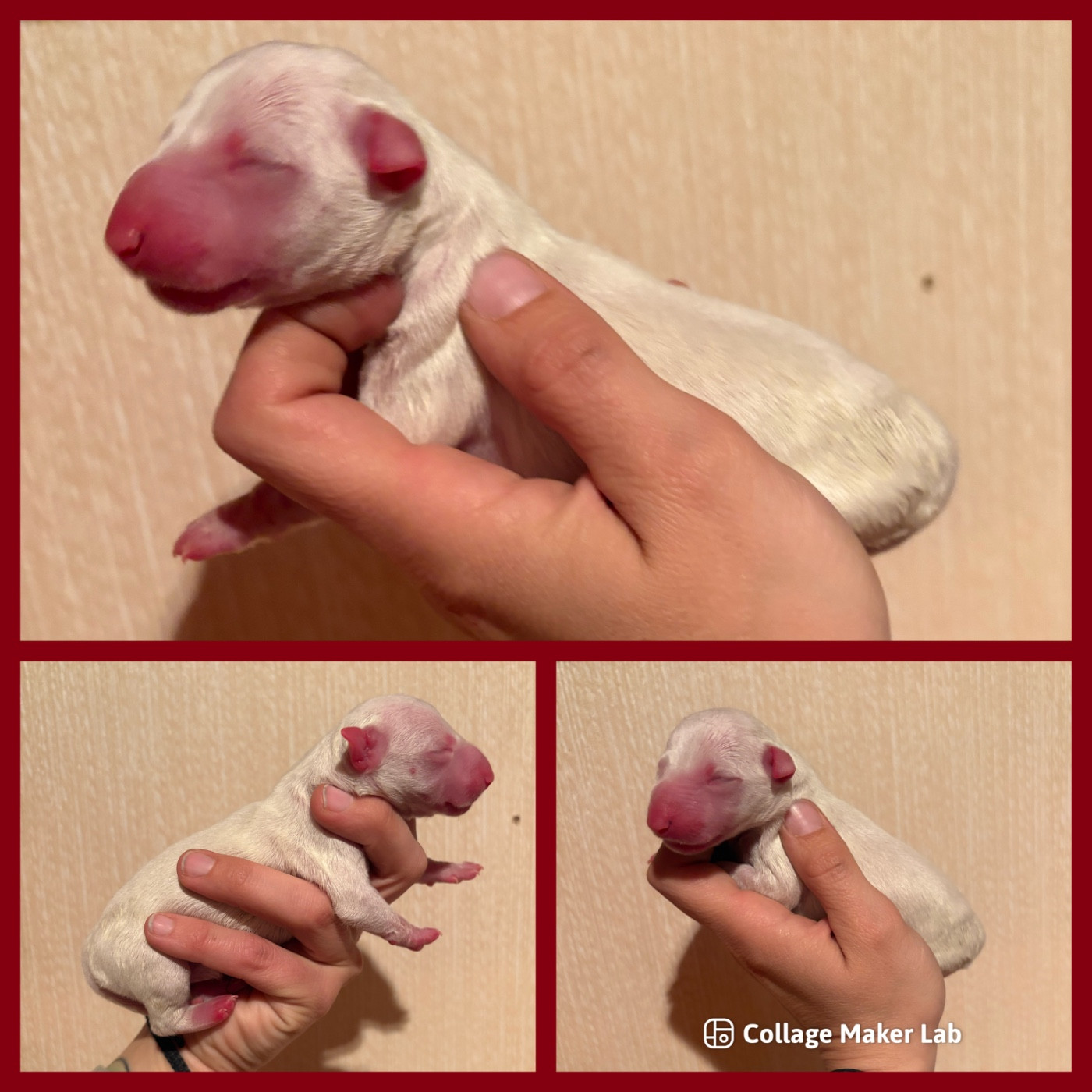 Des Minis De Ryosie - Chiots disponibles - Bull Terrier