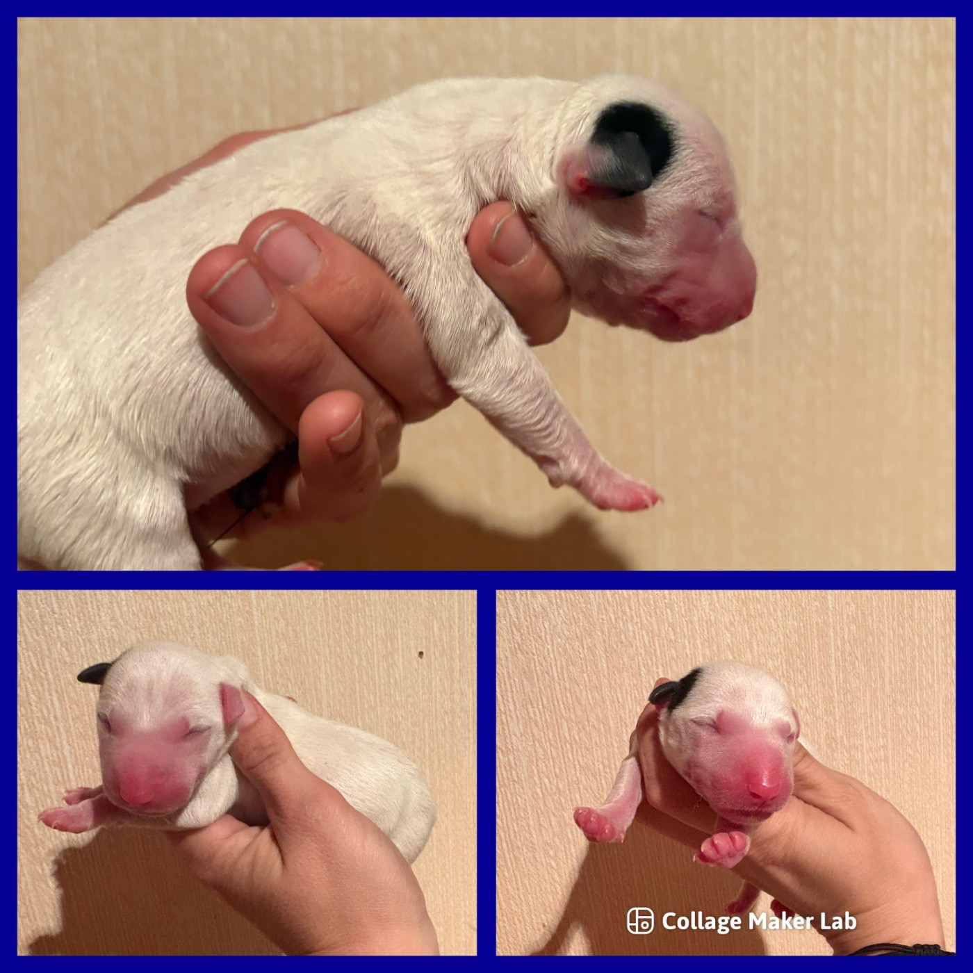Des Minis De Ryosie - Chiots disponibles - Bull Terrier