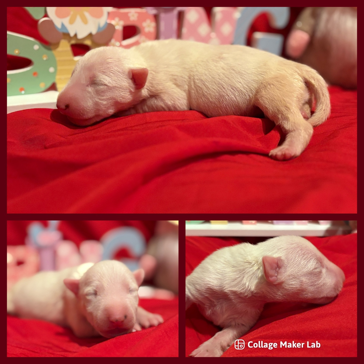 Des Minis De Ryosie - Chiots disponibles - Bull Terrier