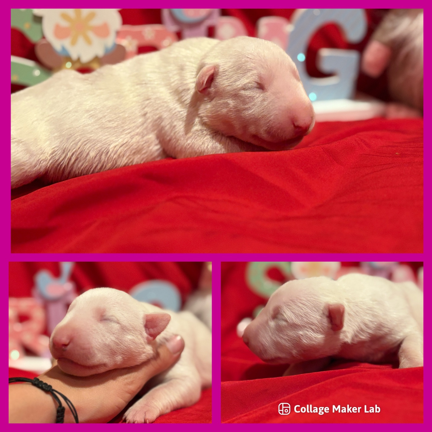 Des Minis De Ryosie - Chiots disponibles - Bull Terrier