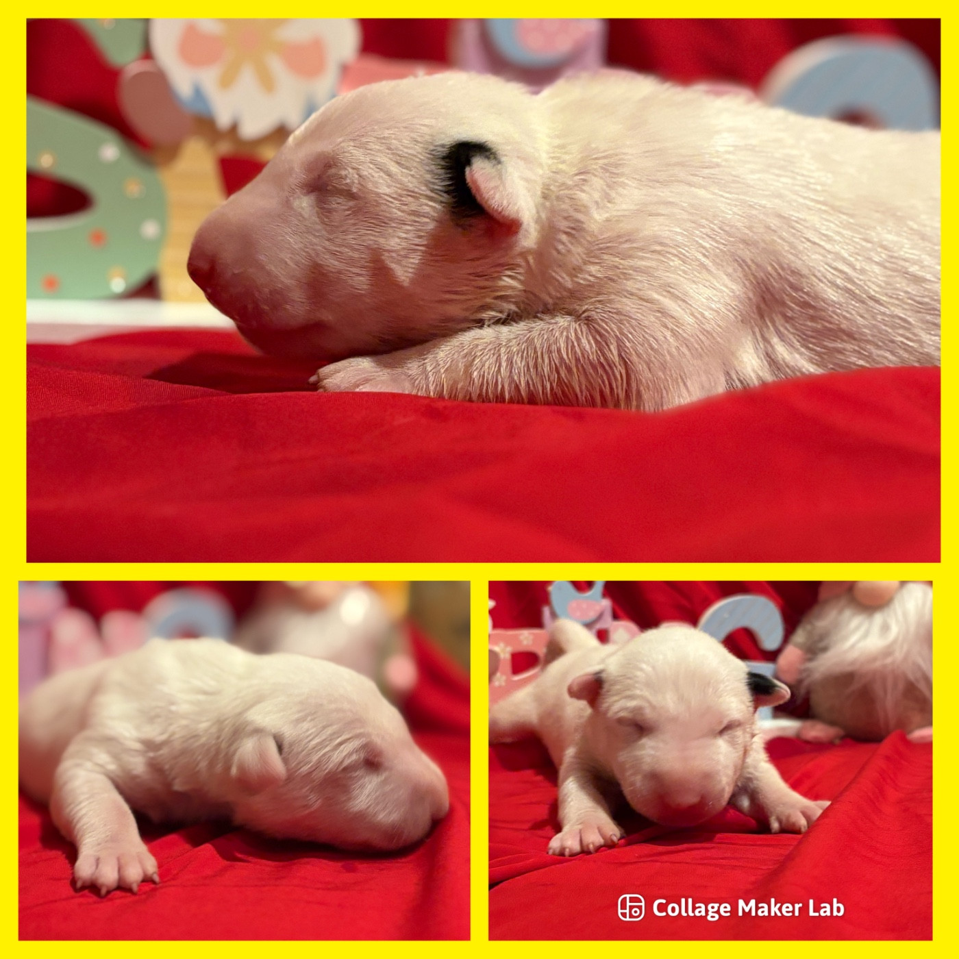 Des Minis De Ryosie - Chiots disponibles - Bull Terrier