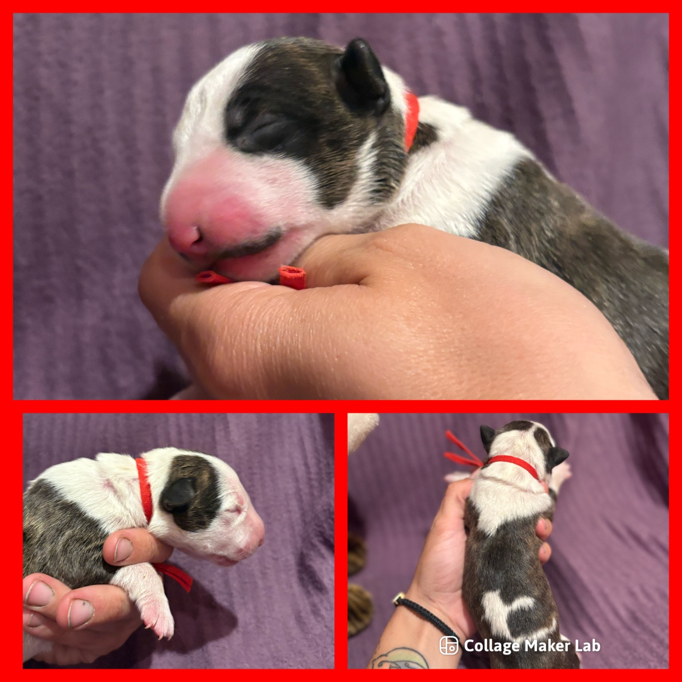 Des Minis De Ryosie - Chiots disponibles - Bull Terrier