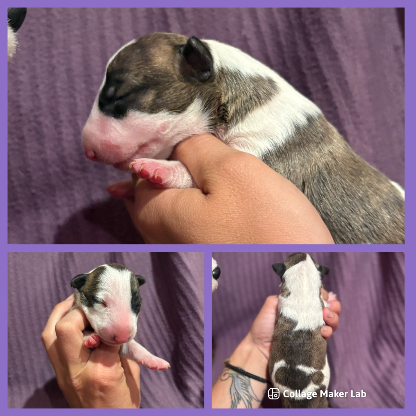 Des Minis De Ryosie - Chiots disponibles - Bull Terrier