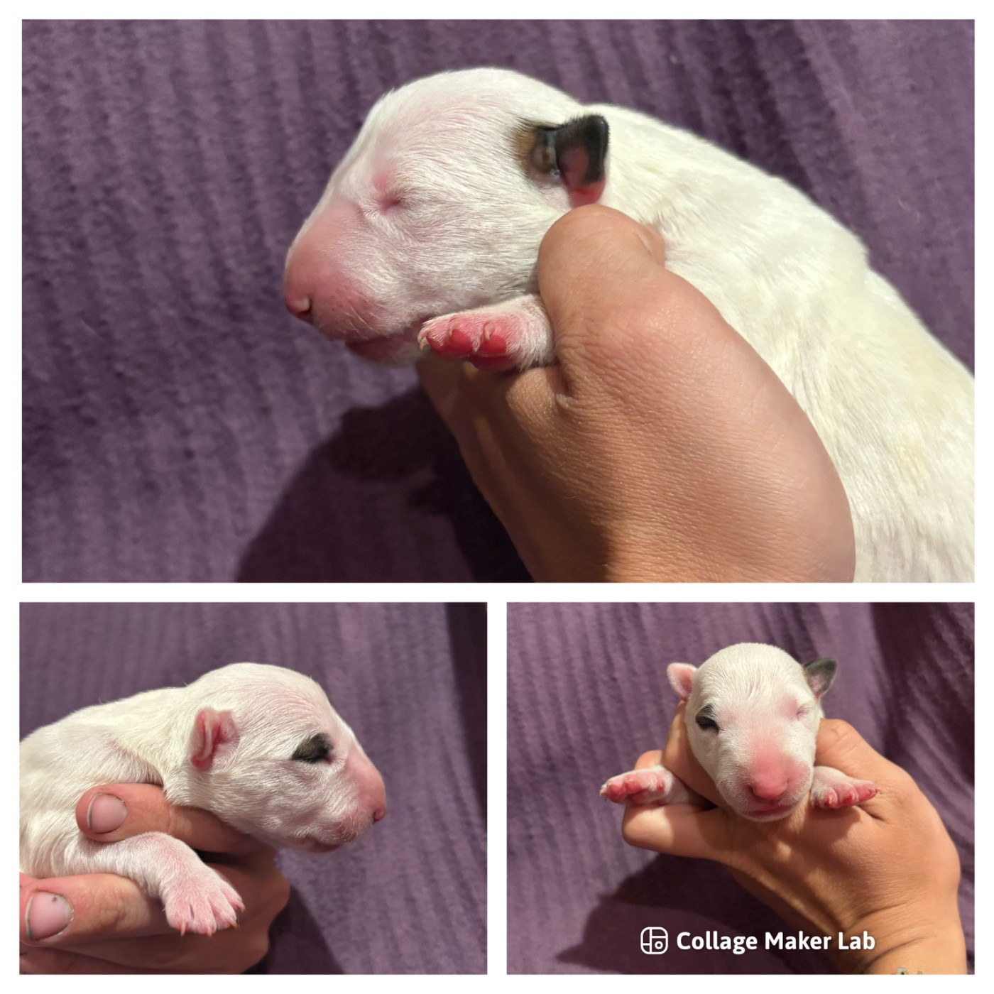 Des Minis De Ryosie - Chiots disponibles - Bull Terrier
