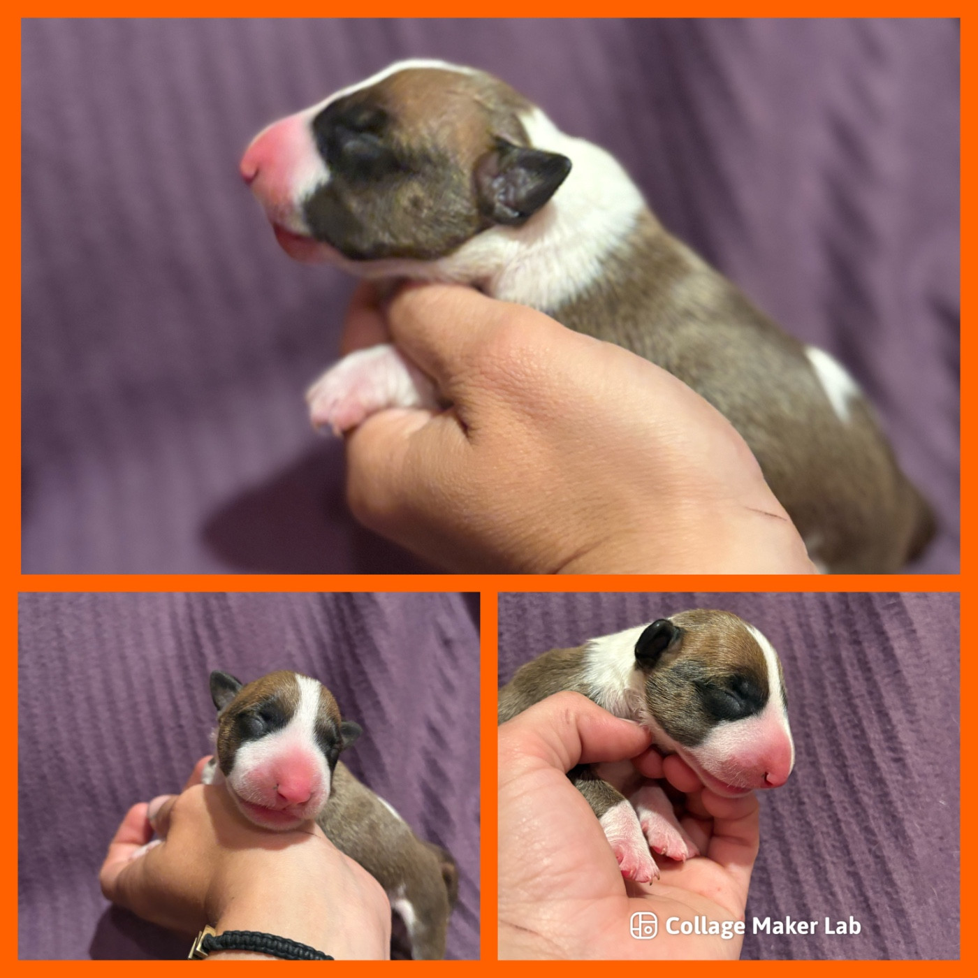 Des Minis De Ryosie - Chiots disponibles - Bull Terrier