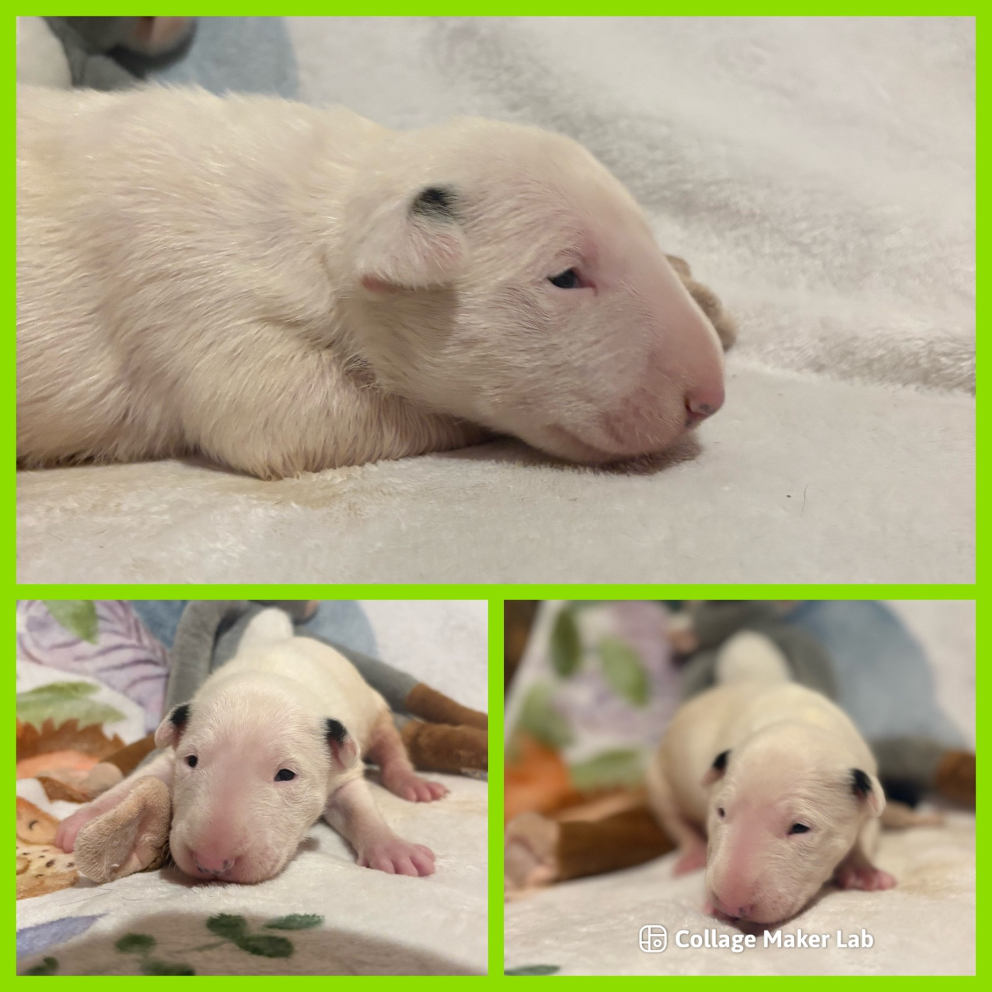 Des Minis De Ryosie - Chiots disponibles - Bull Terrier