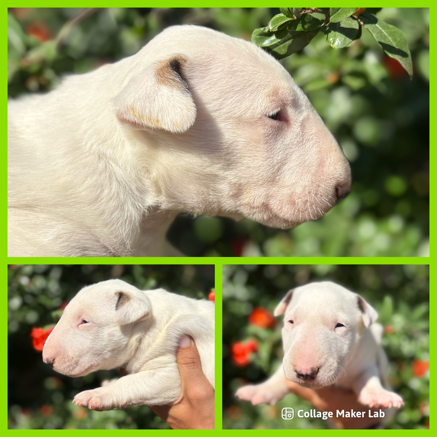 Des Minis De Ryosie - Chiots disponibles - Bull Terrier