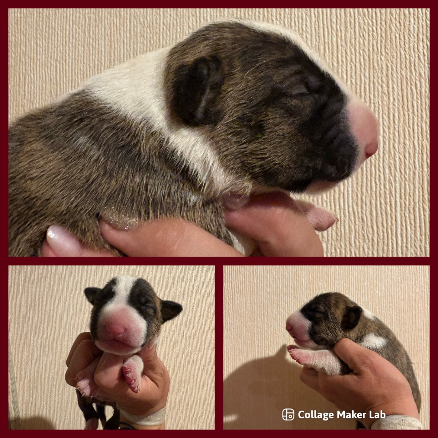 Des Minis De Ryosie - Chiots disponibles - Bull Terrier