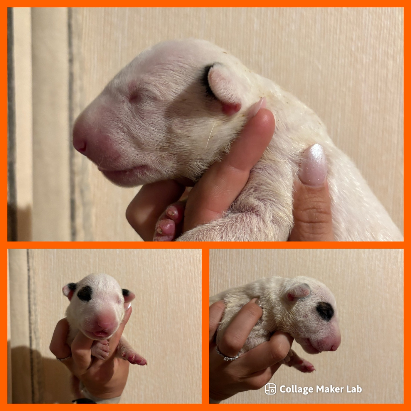Des Minis De Ryosie - Chiots disponibles - Bull Terrier