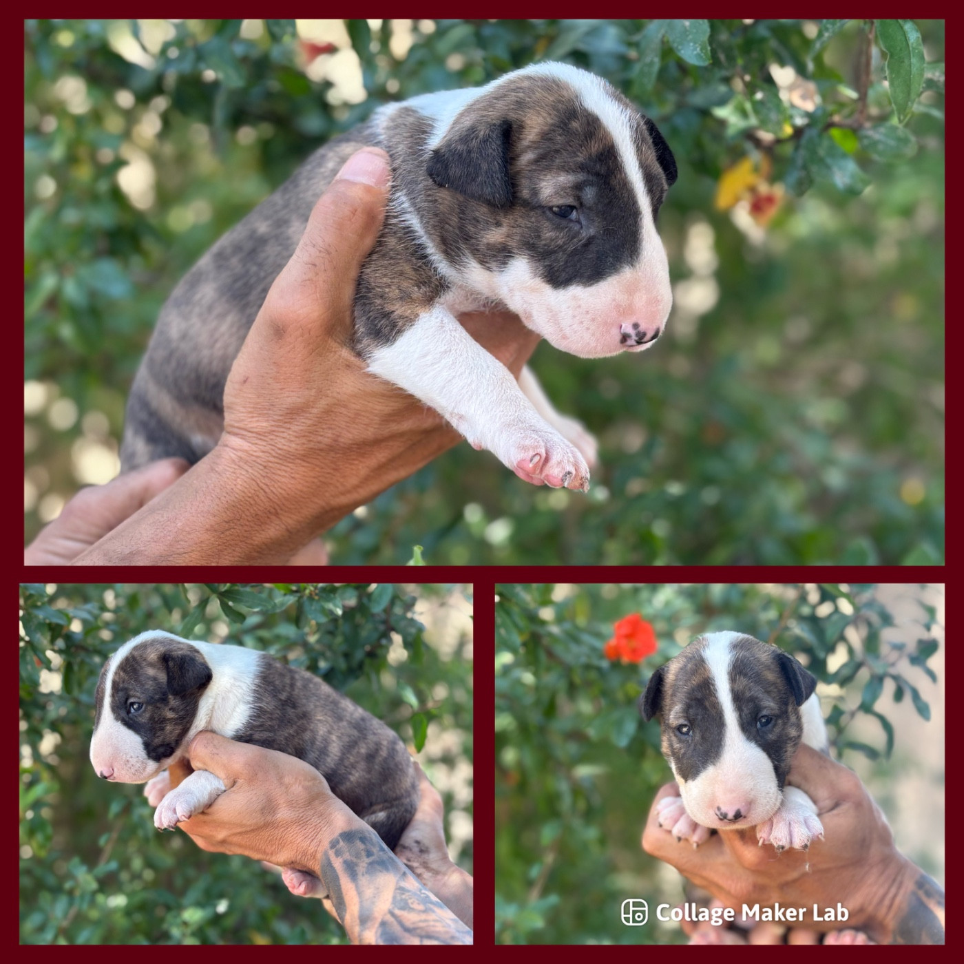 Des Minis De Ryosie - Chiots disponibles - Bull Terrier