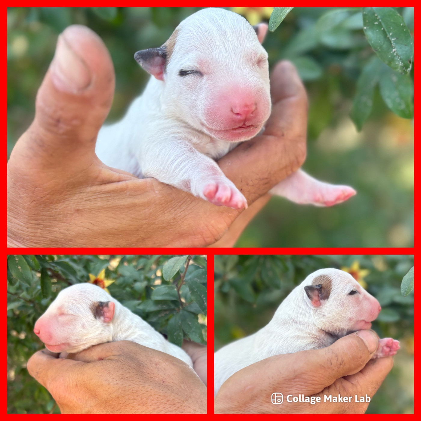 Des Minis De Ryosie - Bull Terrier Miniature - Portée née le 27/06/2026