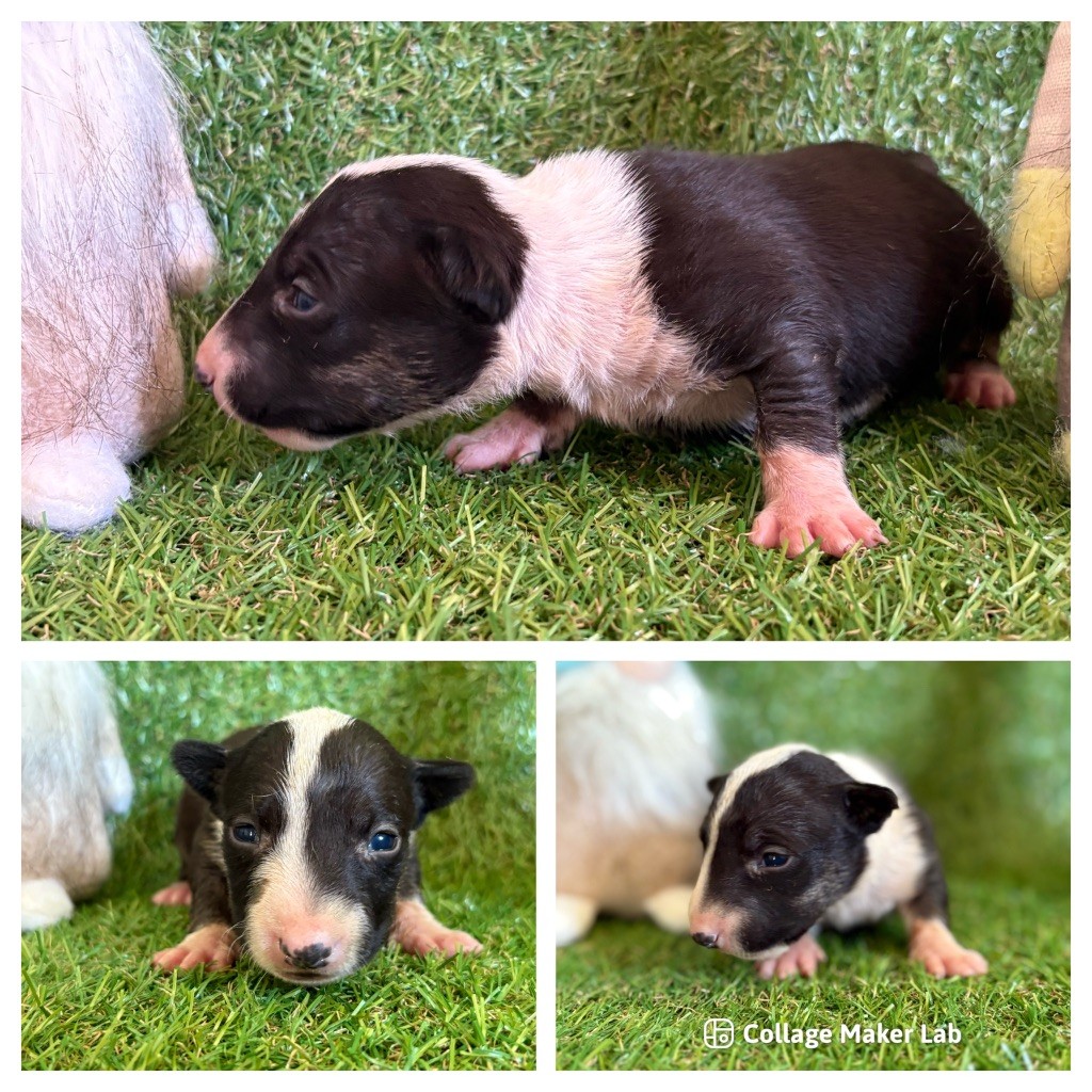 Des Minis De Ryosie - Chiots disponibles - Bull Terrier Miniature