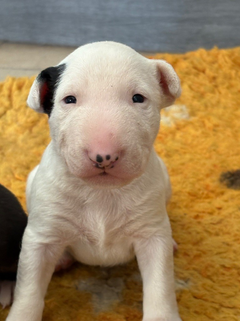 Des Minis De Ryosie - Bull Terrier - Portée née le 11/08/2025