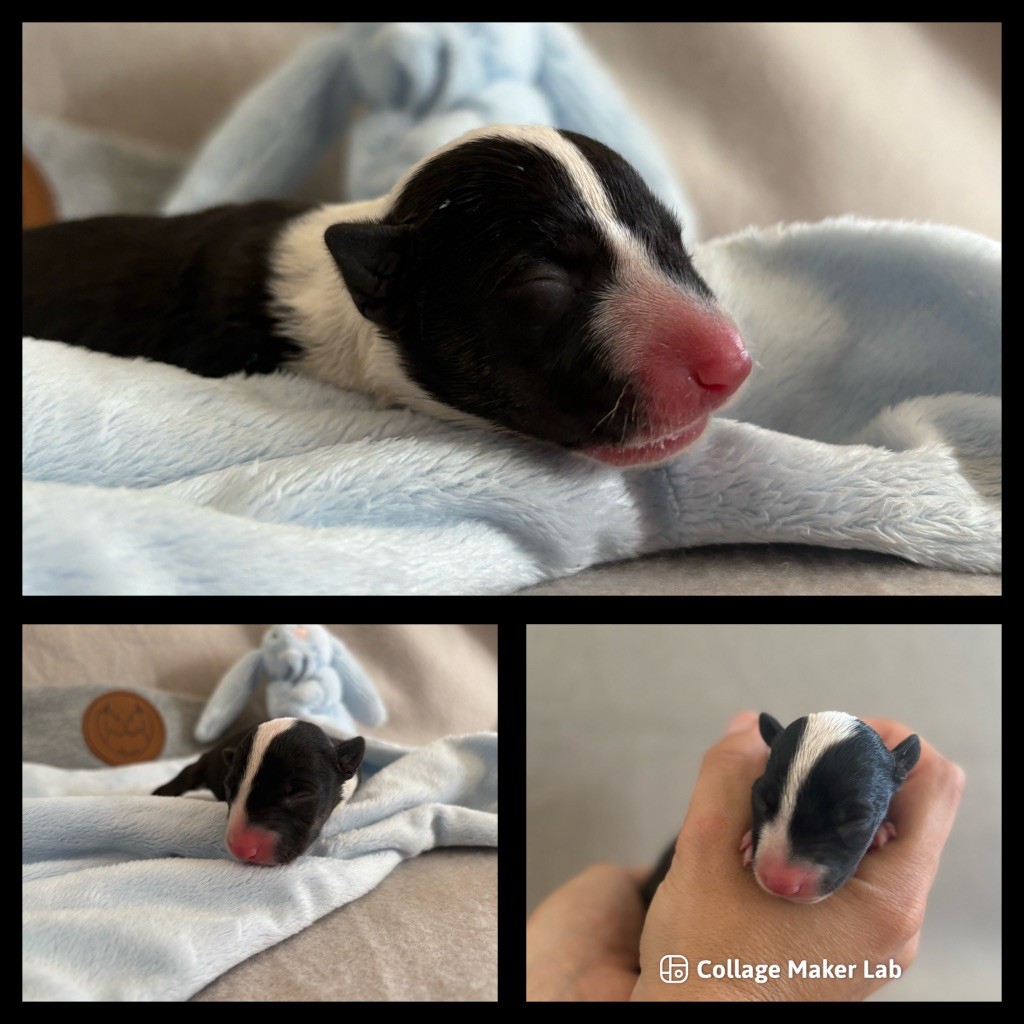 Des Minis De Ryosie - Chiots disponibles - Bull Terrier Miniature