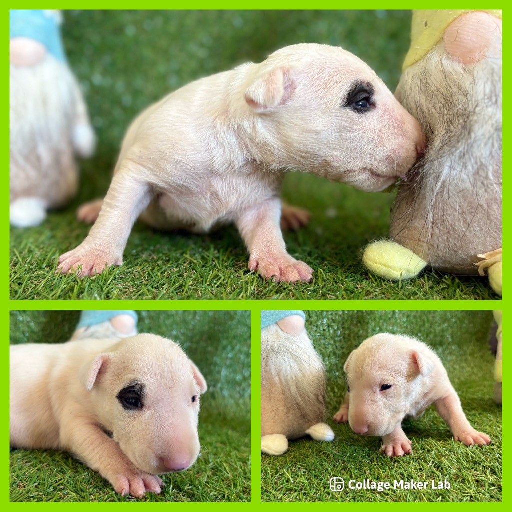 Des Minis De Ryosie - Chiots disponibles - Bull Terrier Miniature