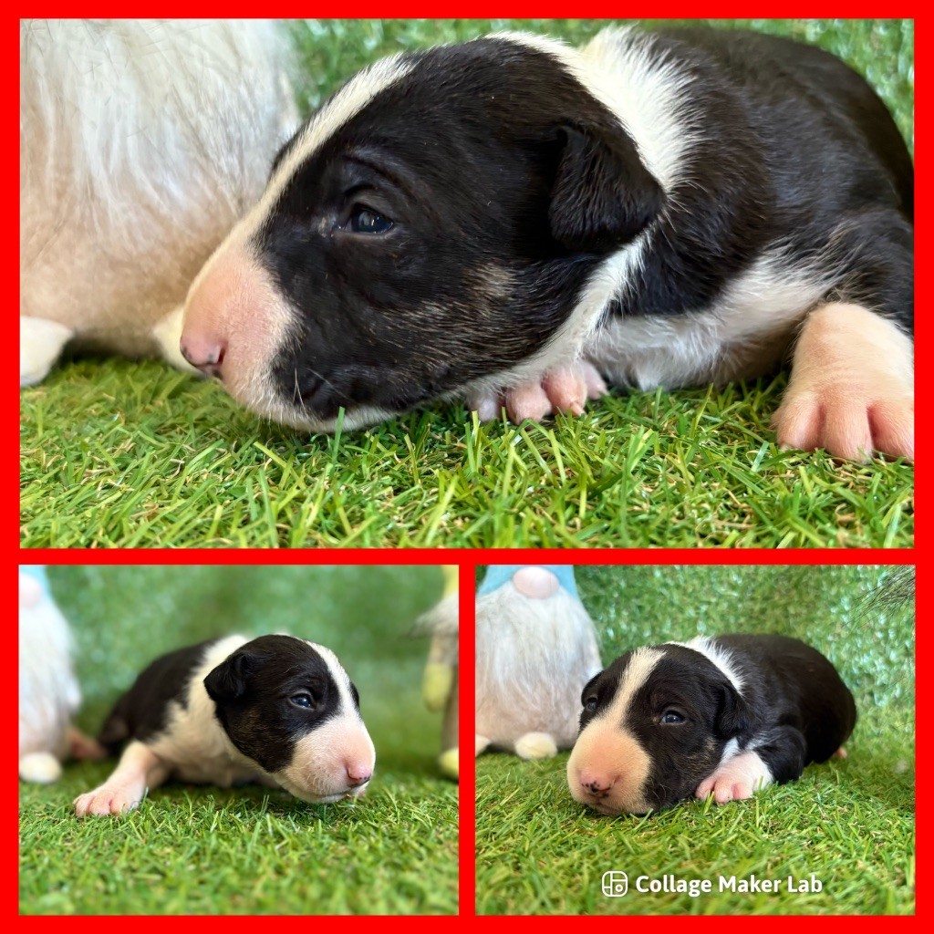 Des Minis De Ryosie - Chiots disponibles - Bull Terrier Miniature