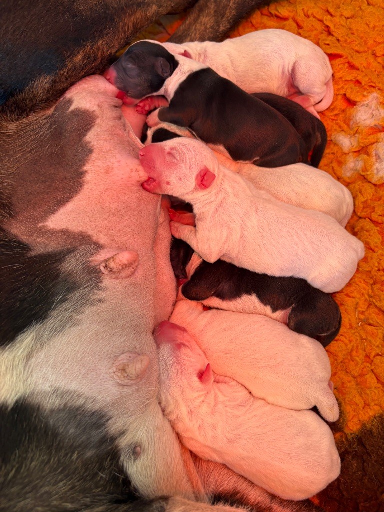 Chiot Bull Terrier Miniature Des Minis De Ryosie