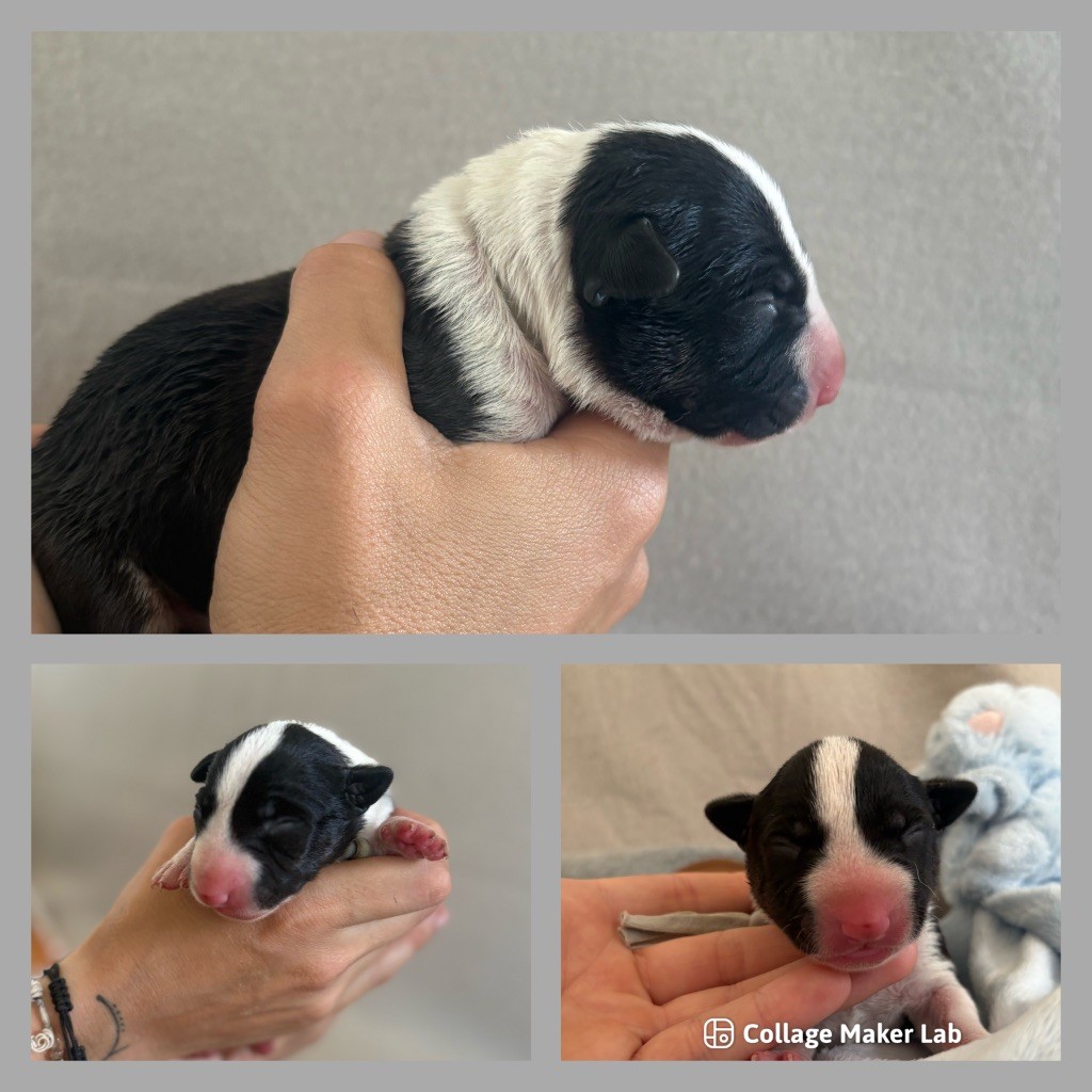 Des Minis De Ryosie - Chiots disponibles - Bull Terrier Miniature