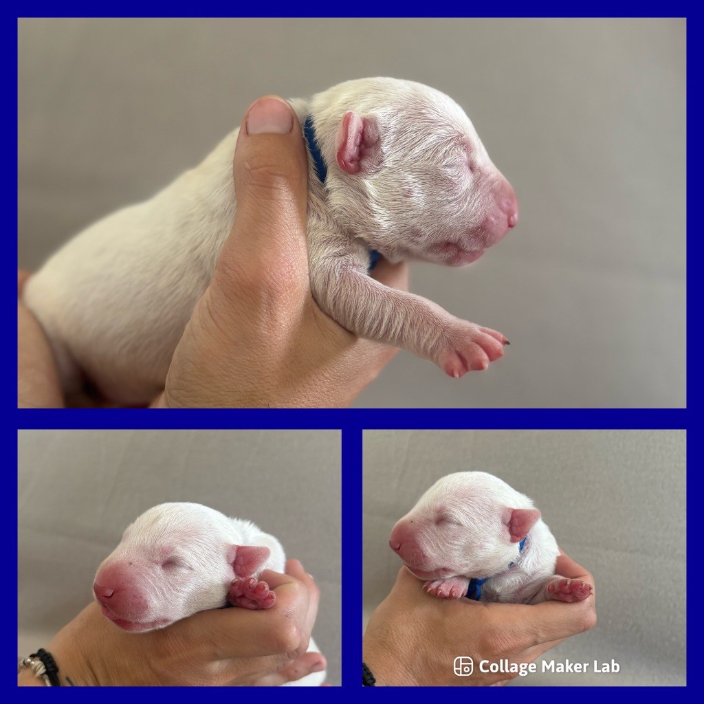 Des Minis De Ryosie - Chiots disponibles - Bull Terrier Miniature