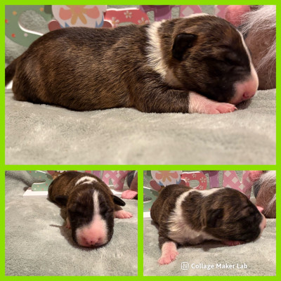 CHIOT 3