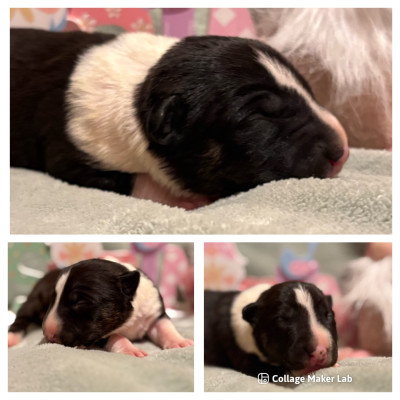 CHIOT 4