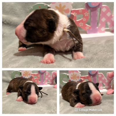 CHIOT 7