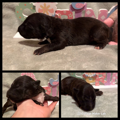 CHIOT 2