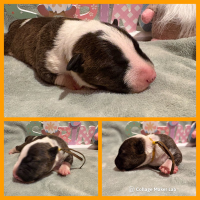 CHIOT 5