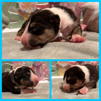 CHIOT 6