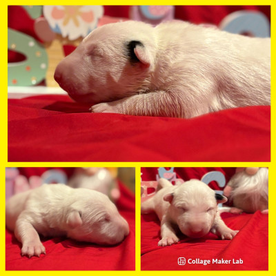 CHIOT 4
