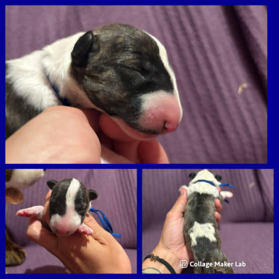 CHIOT 2