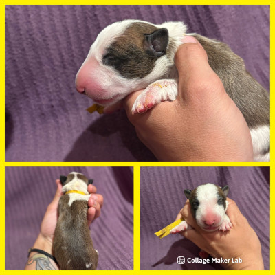 CHIOT 3